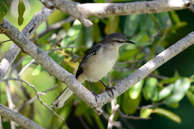 mockingbird-61216.jpg