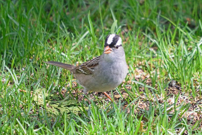 white-crowned-sparrow-62936.jpg