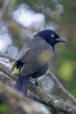 grackle-62893.jpg