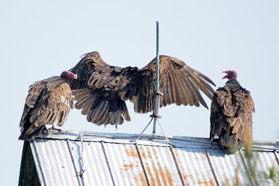turkey-vultures-62994.jpg