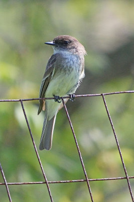 flycatcher-63016.jpg