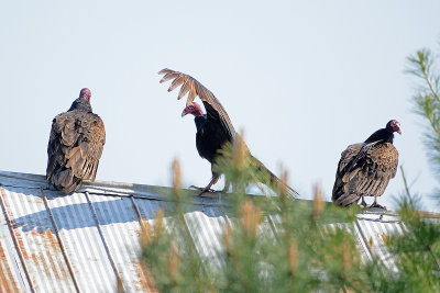 turkey-vultures-62997.jpg