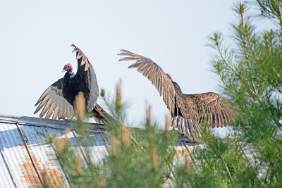 turkey-vultures-63001.jpg