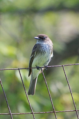 flycatcher-63017.jpg