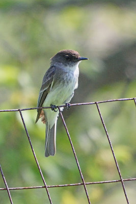 flycatcher-63014.jpg