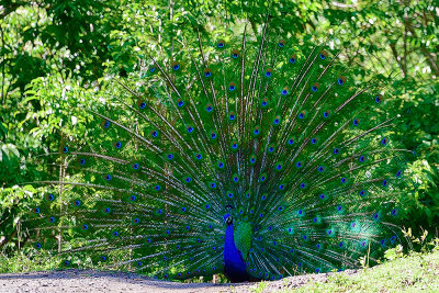 peacock-61516.jpg