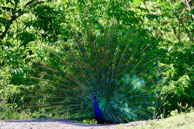 peacock-61517.jpg
