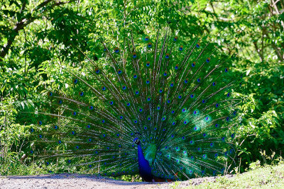 peacock-61517.jpg