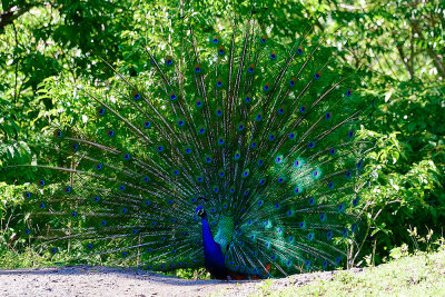 peacock-61518.jpg