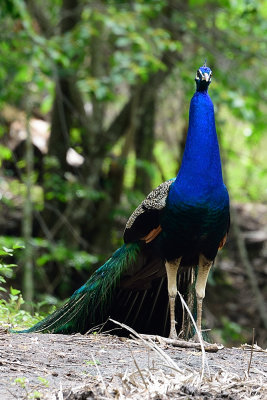 peacock-61387.jpg