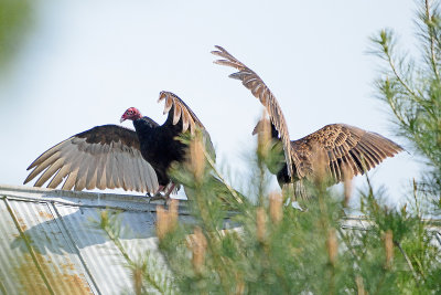 turkey-vultures-63005.jpg