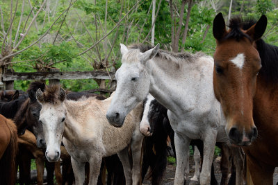 Cuban-horses-61368.jpg