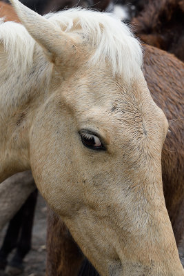 Cuban-horse-61372.jpg