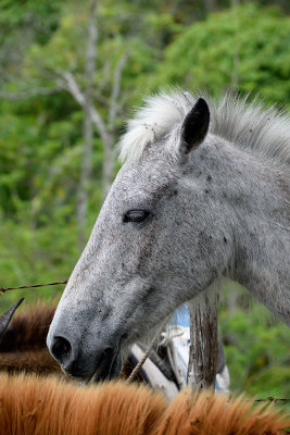 Cuban-horse-61367.jpg