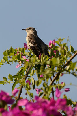 mockingbird-61220.jpg