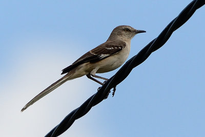 mockingbird-61242.jpg