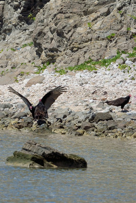 turkey-vultures-41497.jpg