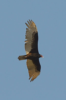 turkey-vulture-61164.jpg