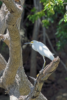 egret-61658.jpg