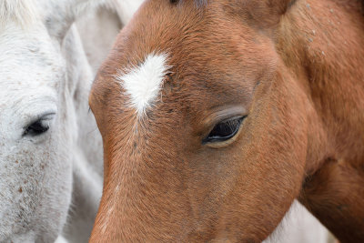 Cuban-horses-61377.jpg