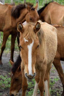 Cuban-horses-61370.jpg