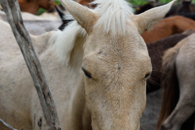 Cuban-horses-61373.jpg