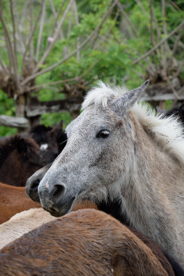 Cuban-horses-61371.jpg