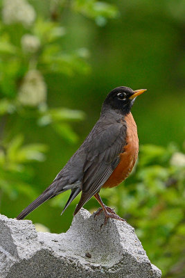robin-81181.jpg