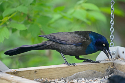 grackle 81147.jpg