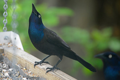 grackle 81148.jpg