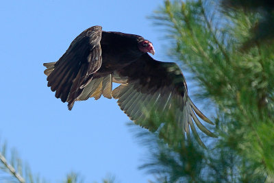 turkey-vulture-81249.jpg