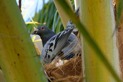 pigeon-41511.jpg