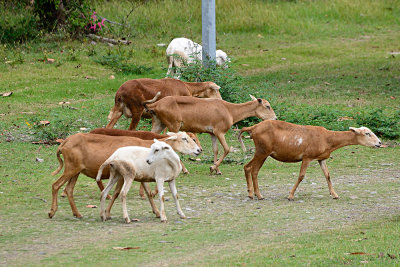 goats-61279.jpg