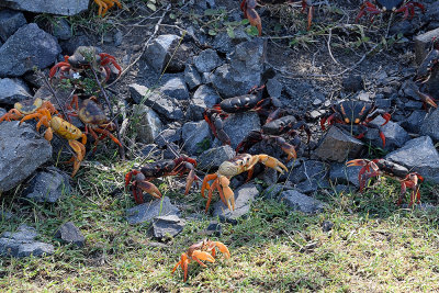 Cuban-crab-migration-61581.jpg