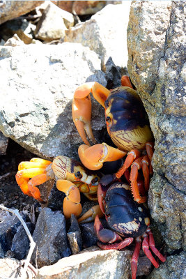 Cuba-crab-migration-61599.jpg
