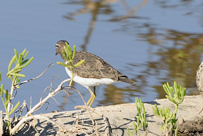 sandpiper-61738.jpg