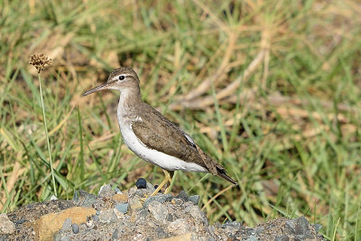 sandpiper-61732.jpg