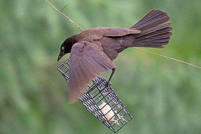 grackle 81701.jpg