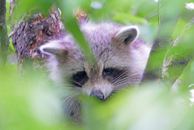 racoon-in-the-bushes-81669.jpg