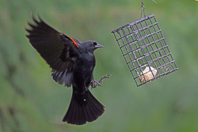 red-wing-blackbird-81698.jpg