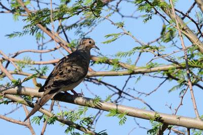 mourning-dove-61729.jpg