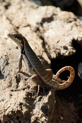 curly-tailed-lizzard-61602.jpg