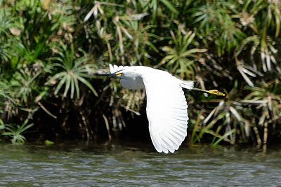 egret-61620.jpg