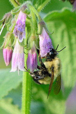 bumblebee-81634.jpg