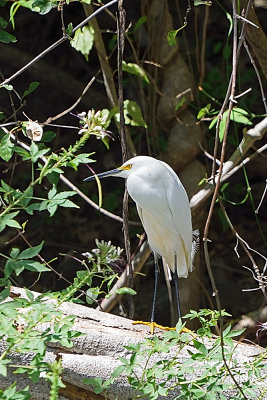 egret-61644.jpg