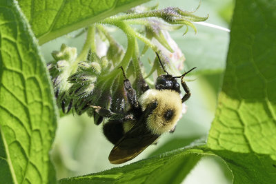 bumblebee-81769.jpg