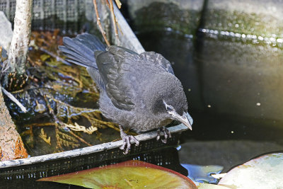 baby-blackbird-81398.jpg