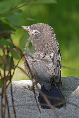 baby-blackbird-81402.jpg