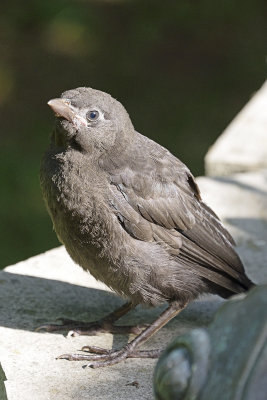 baby-blackbird-81404.jpg