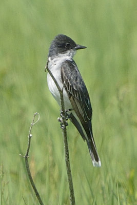 kingbird-81506.jpg